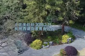 时隔半个世纪 西子湖畔的中美友谊树已亭亭如盖图片