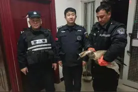 “大鹅”迁徙时受伤落队，兵团民警爱心救援图片