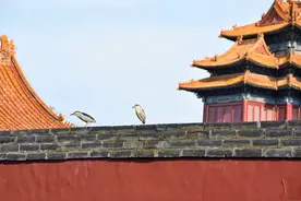 夜读｜古诗词中的经典意象，带你领略意境之美图片