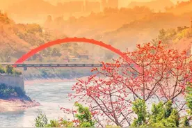 花开四川丨想成为被英雄花砸中的人吗？怒放的攀枝花如你所愿图片