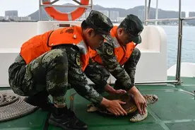 椰视频 | 濒危物种绿海龟在三亚湾落单 多方合力救助图片