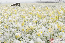 云南罗平：一场春雪绘美景图片