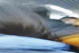 上海地铁回应8号线巨响，初步判断为触网短路引发瞬间大电流图片
