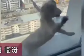 小孩将狗悬窗外从20楼扔下，警方通报：3人行政处罚图片