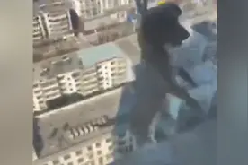 山西霍州警方通报小孩从20楼扔狗并拍抖音：3人行政处罚视频封面