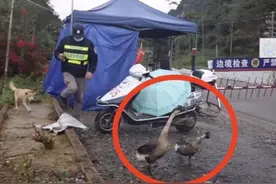 广西的鹅已经开始守边疆了图片
