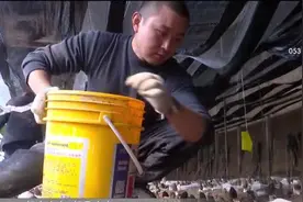 90后小伙种植羊肚菌闯出新天地，一斤羊肚菌卖65元，市场供不应求视频封面