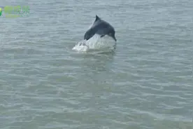 椰视频 | 海上高萌预警！海南海警舰艇巡逻偶遇海豚群图片