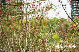 花都湖畔桃花开，踏春赏花正当时图片