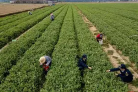 揭阳一种植蔬菜基地日均供港10吨新鲜蔬菜！“零延时”通关图片