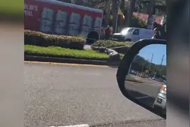 美国动物园一只鳄鱼跳车逃到马路上 给交通造成混乱图片