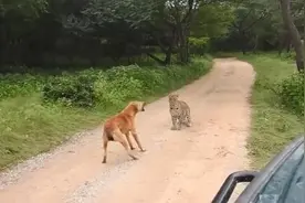 印度一只狗在小路上遇到豹子 疯狂吠叫将其赶走图片