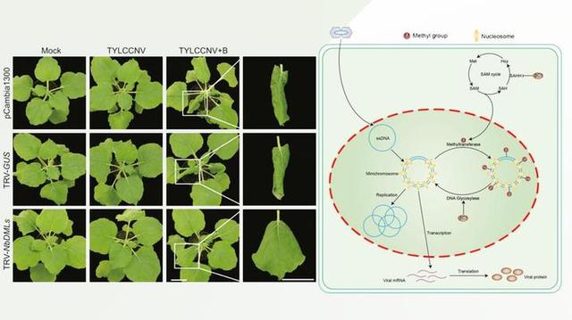 病毒能欺骗植物DNA放弃“抵抗”吗？科学家有了新答案