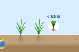 小麦返青，水肥是关键！如何科学种植 农技专家建议这么做图片