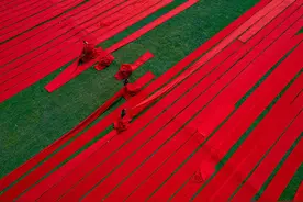 孟加拉国达卡工人晾晒织物 绿地衬红布场面壮观图片