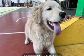 “主人，你在哪儿？”杭州消防站来了只小金毛，好吃好喝受招待图片