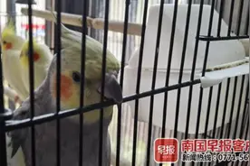 “自学成才”！南宁一只鹦鹉会唱歌，口哨吹出《幸福拍拍手》图片