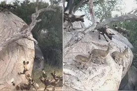 南非三只羚羊稳稳站在岩石边缘 躲避野狗围攻图片