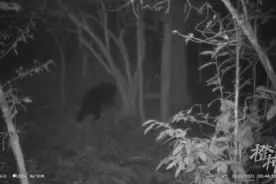 熊出没！淳安首次记录到野生黑熊影像图片