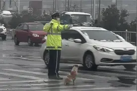 流浪狗陪着交警 在路口一站就是2年图片