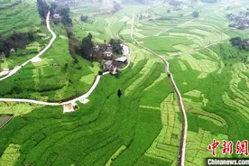 “中国榨菜之乡”重庆涪陵72万亩青菜头全面砍收图片