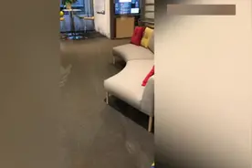 挪威一只宠物狗看见主人回家疯跑迎接 结果撞上玻璃门图片