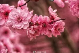成都这片樱花漫天飞舞图片