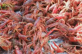 海口电动自行车集中登记上牌工作截至2022年3月15日-椰视频图片