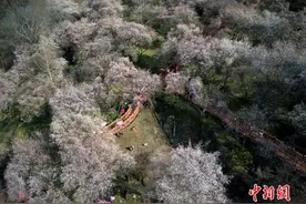 万亩梅林花开成海 十里繁花春意正浓图片