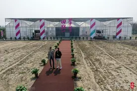 艺术扮靓海派乡村，上海大学美院师生在奉贤田间搭起“大棚美术馆”……图片