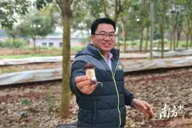 湛江农垦橡胶林下育出赤松茸，林木经济和林下经济“双收”图片