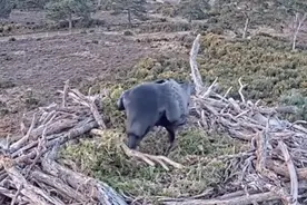 英国一乌鸦偷偷摸摸将饼干藏在鱼鹰巢里 用干草盖好后飞走图片