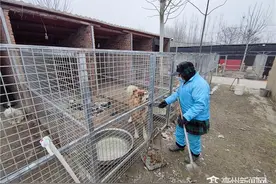 犬只收容所：给流浪犬一个“家”图片