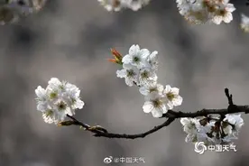 重庆樱桃花盛开 大地如洒满“春雪”图片