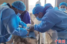 从高校实验室走向内蒙古农牧区的克隆牛和克隆羊图片