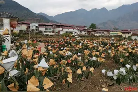 枇杷卖到100元/公斤？实地探访全国最早熟枇杷产区：气候因素致减产图片