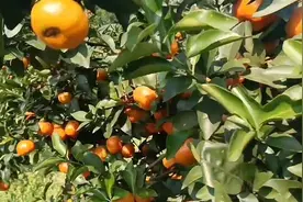 广西砂糖橘产量够全国每人吃10斤，多地滞销产业待洗牌图片