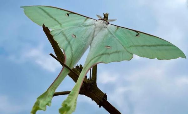 天蚕蛾 天蚕蛾幼虫_品学知识网