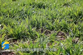 如何抓好小麦病虫草害防治？山东农技专家给你支招图片