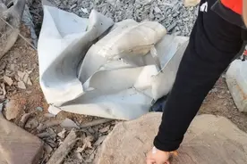 只因砍了这种树，汉阳一男子被罚1.7万元图片