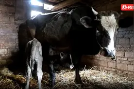 永州新田：牛牛牛！牛妈妈生下双胞胎，几率仅五万分之一图片