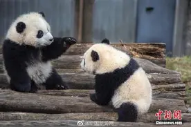 大熊猫数量增至1864只图片