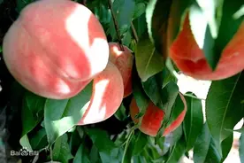 蒙阴蜜桃、平邑金银花、苍山大蒜……临沂13个品牌上榜“好品山东”！图片