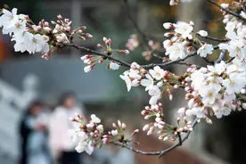南京发布樱花花期预测：今年盛花期正常略迟图片