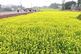 万亩油菜花“醉”游人视频封面