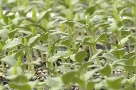 “农事节”抢农时 2.3万亩洋香瓜下苗 场面十分火热图片