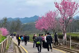 你去过婺源的“樱花公园”吗？限定版樱花，在那里待你寻香而来……图片