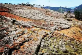 武定狮山镇：万亩樱桃花开放 美丽乡村引客来图片