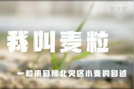 新华全媒+｜我叫“麦粒”——一粒来自豫北灾区小麦的自述图片