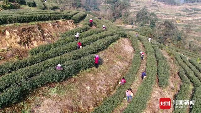 曾以工业经济为支撑的小镇 如今励志打造川南最美茶乡